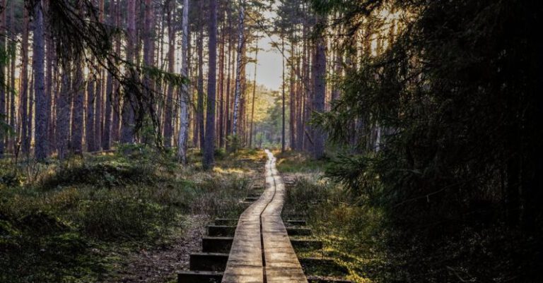 Trail - Empty Wooden Pathway in Forest