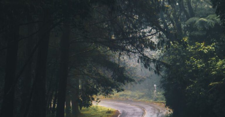 Scenic Routes - Photography of Asphalt Road Near Trees