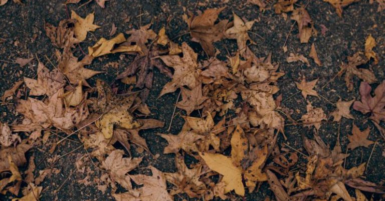 Wet Conditions - A close up of leaves on the ground