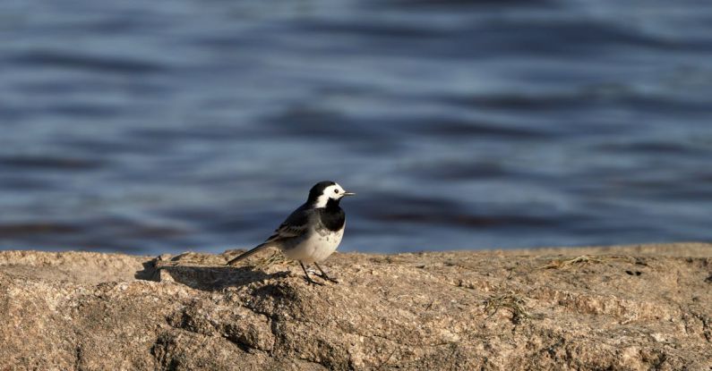 Lifespan - White Wagtail (Motacilla alba) is standing on a rock, by the sea in Norway