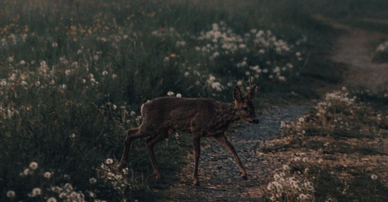 Wildlife Trails - Doe walking near path in forest